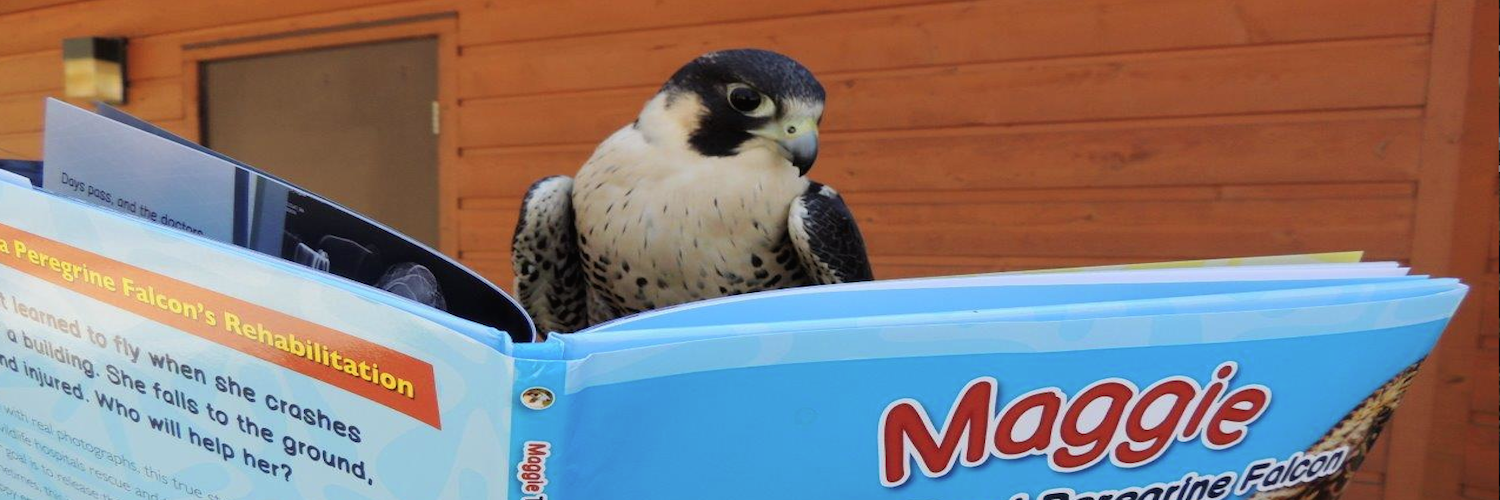 Maggie the One-eyed Peregrine Falcon