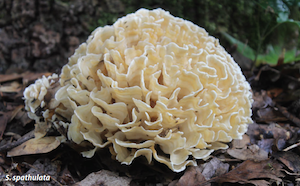 cauliflower-mushroom1