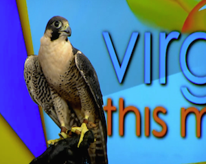 peregrine falcons