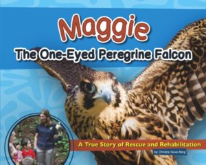 Peregrine Falcon