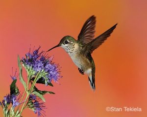 calliope-hummingbird-female-master-tek5176