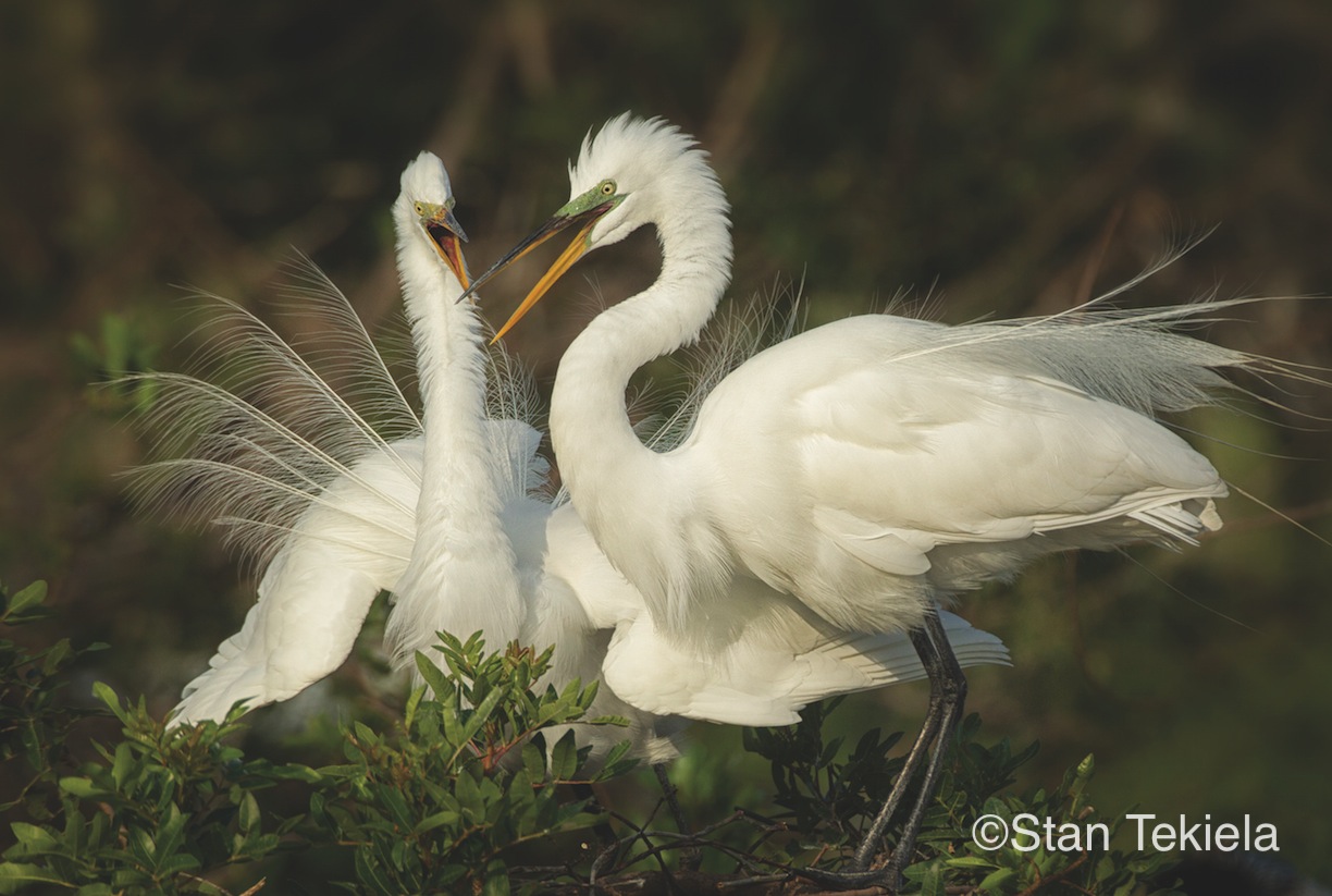Cranes, Herons & Egrets Adventure Publications