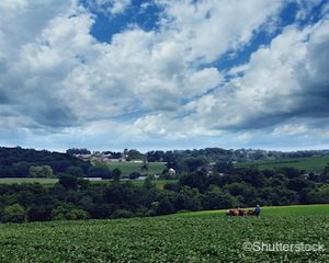 amish-farmer-in-field