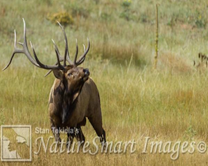 Elk