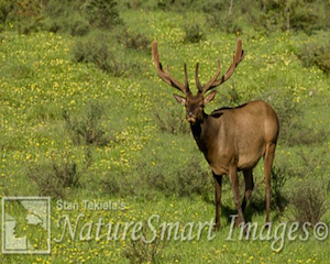 elk3