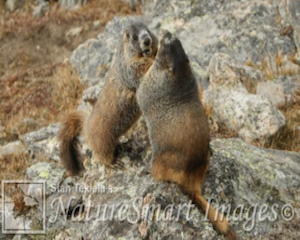 Marmots