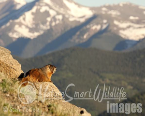 Marmots