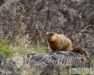 Yellow-Bellied Marmots