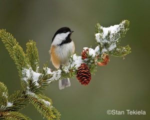 black-capped-chickadee-on-spruce-master-tek5750_alt