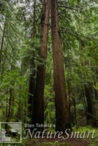 Coastal Redwoods