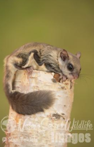 flying-squirrel1