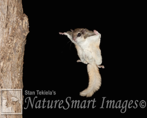 flying-squirrel3