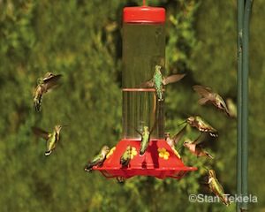 hummingbirds-at-feeder-master-tek0455