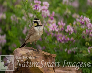 horned lark