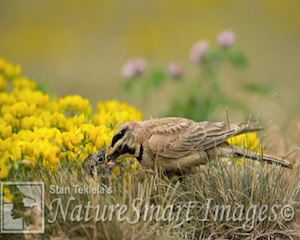 horned-lark-2