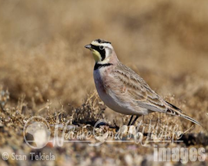 horned-lark10