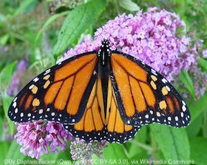 monarch-butterfly2