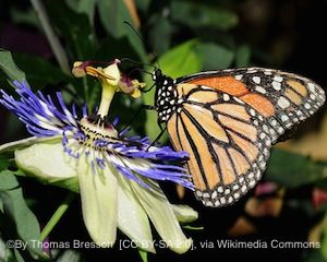 monarch-butterfly3