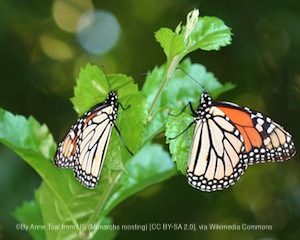 monarch-butterfly4