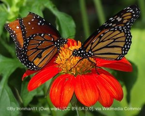 Monarch butterfly