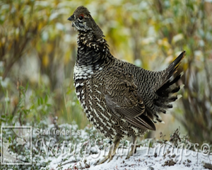 spruce-grouse