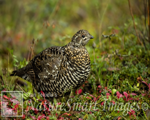 spruce-grouse1