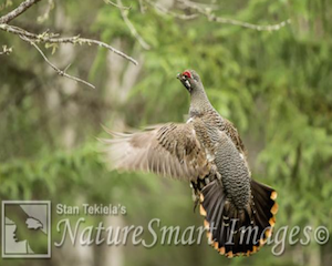 Spruce Grouse