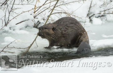 Beaver