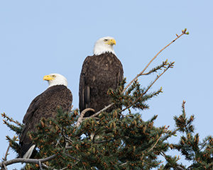 Bald Eagle pair