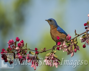 Eastern Bluebird