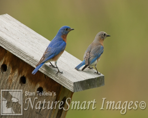 Eastern Bluebird