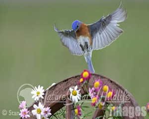 Eastern Bluebird