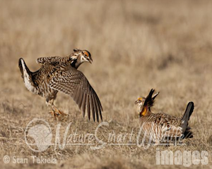 prairie-chicken