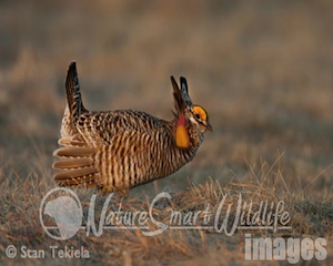 prairie-chicken-1