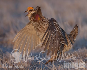 Prairie Chickens