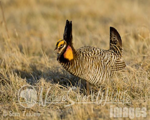 prairiechicken5