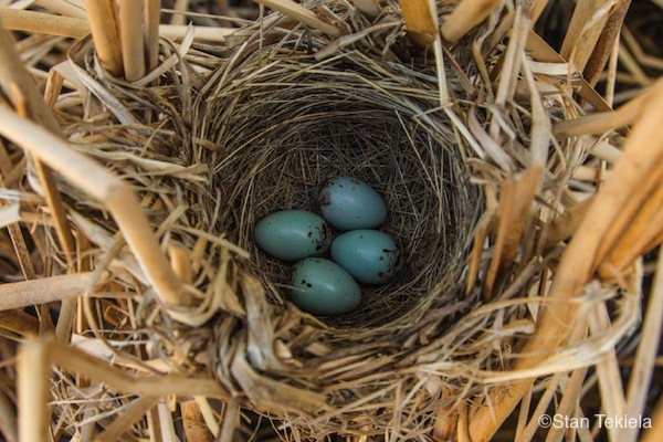 amazing bird eggs