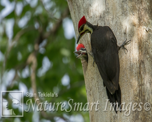 woodpeckers