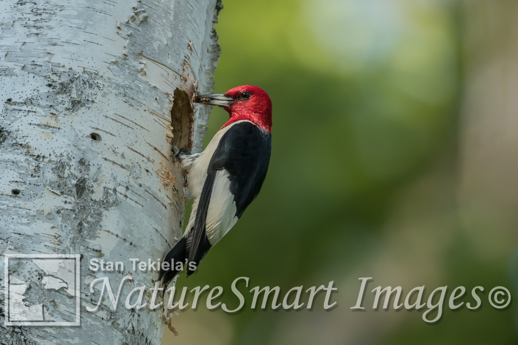 Red-headed Woodpeckers