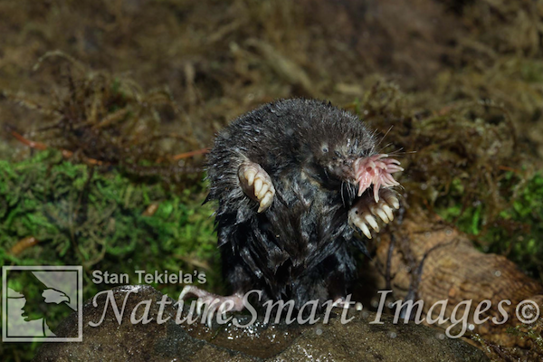 star-nosed mole