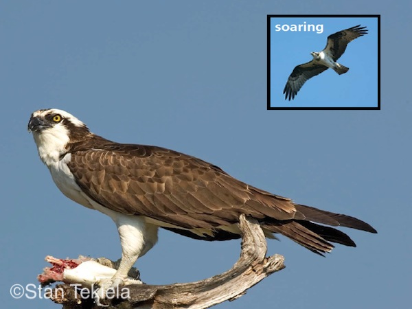 Birds of Wyoming 