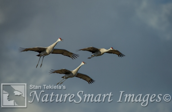 sandhill cranes