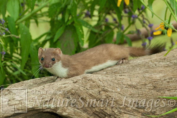 short-tailed weasel