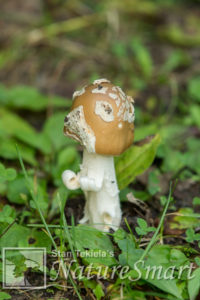 mushroom