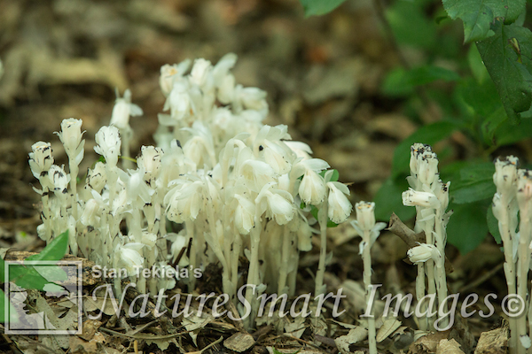 Indian Pipe