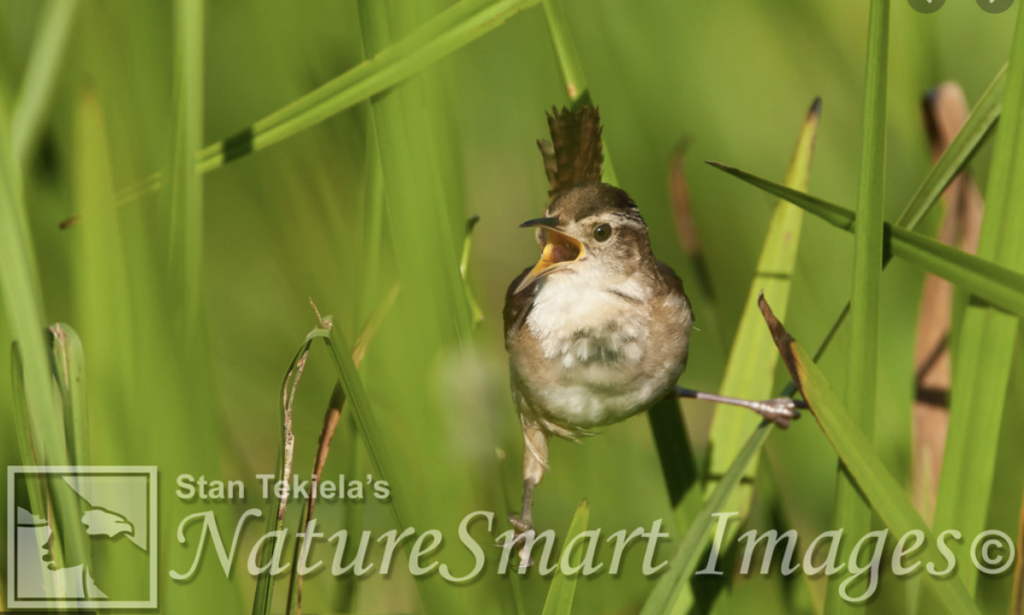 Marsh Wrens