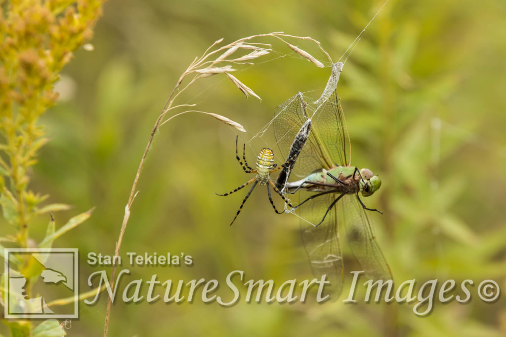 Argiope Spider and dragonfly 