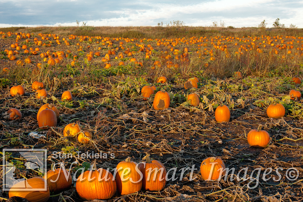 Pumpkins