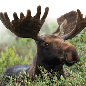 Moose