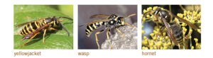 wasps